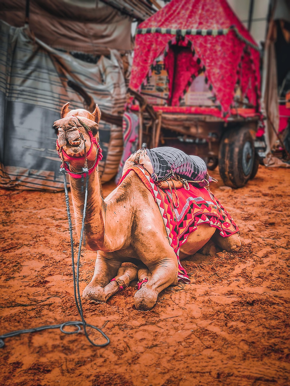 Pushkar Camel Fair