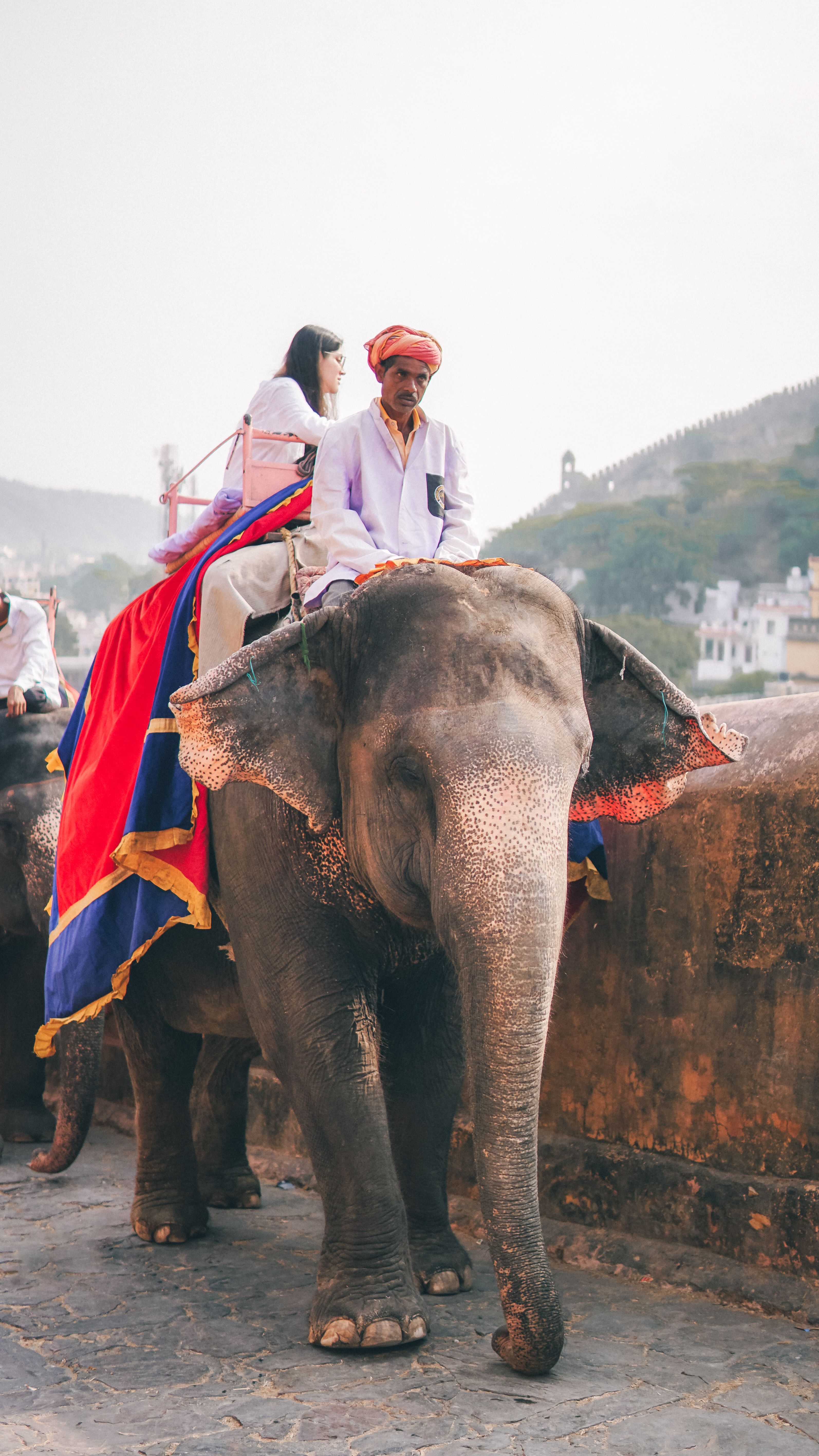 Elephant Jaipur