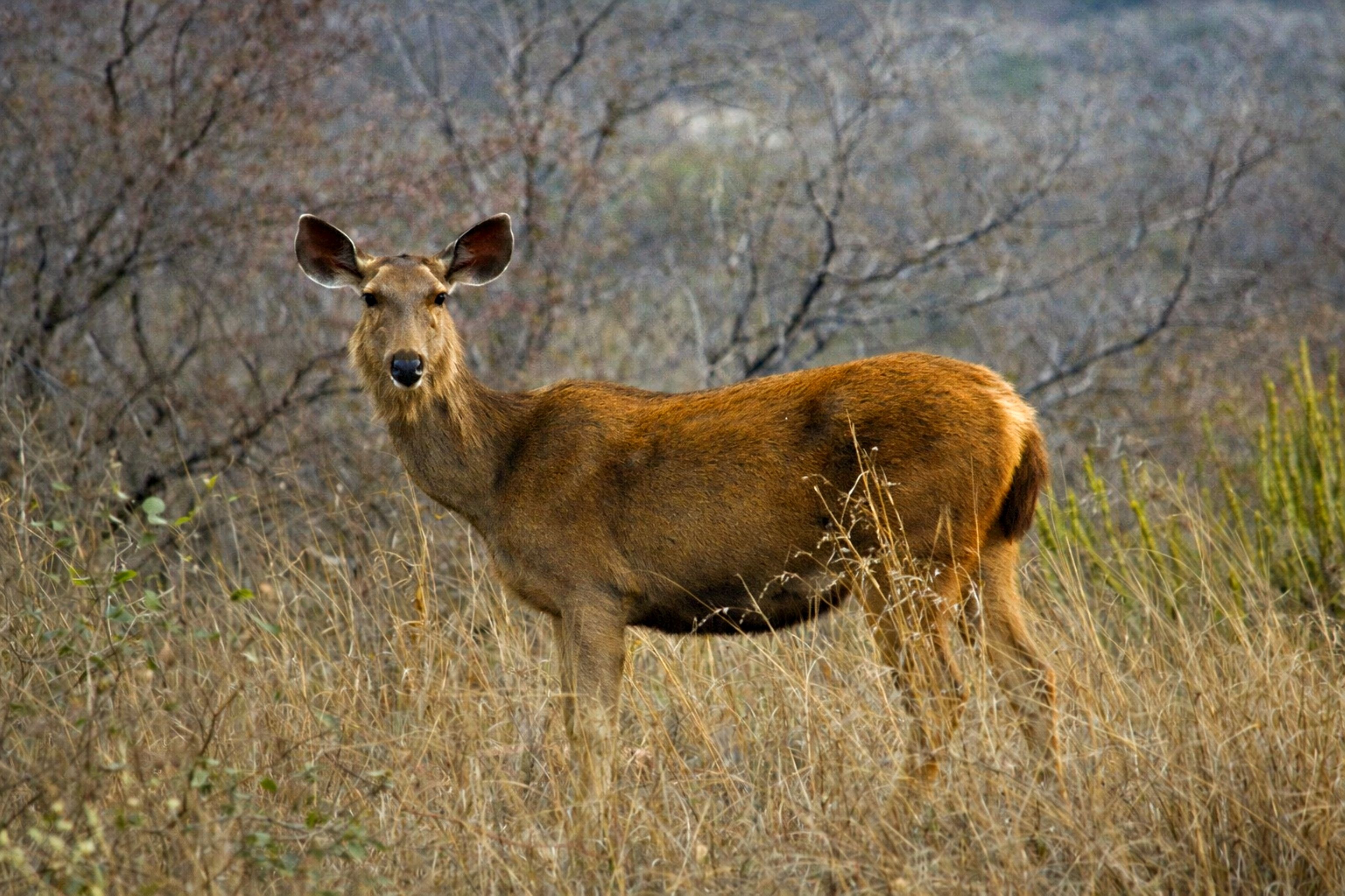 Kumbhalgarh wildlife